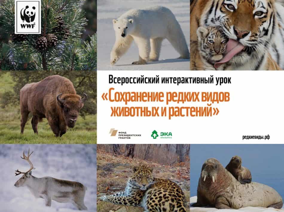 Учителей Карелии приглашают провести урок WWF о сохранении редких животных